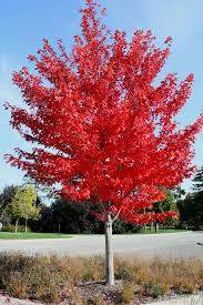 Healthy, top quality maple trees for sale. How To Grow Prescott Autumn Blaze Maple Watters Garden Center