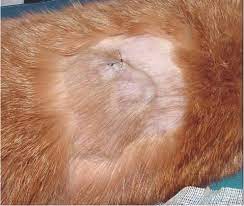 We did not find results for: Vaccine Associated Feline Sarcoma Current Perspectives Vmrr