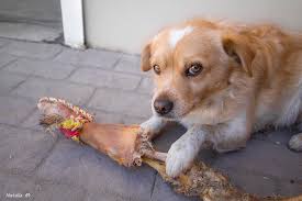 Que Faut Il Donner A Manger A Son Chien Croquettes Barf
