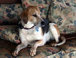Long Ears Blog Coonhound Foxhound Companions