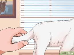 Yavru Kedi Nasil Sevilir 14 Adim Resimlerle Wikihow