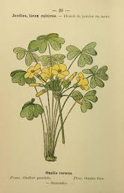 Image result for Oxalis pes-caprae