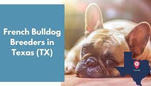 The search for the perfect french bulldog puppy for sale can be a very important decision. 8 French Bulldog Breeders In Texas Tx French Bulldog Puppies For Sale Animalfate