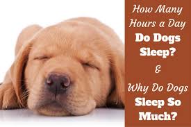 The first is lack of energy. Why Do Dogs Sleep So Much How Many Hours A Day Do Dogs Sleep