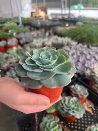 Image result for Micromeria imbricata