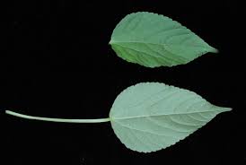 Image result for Acalypha fimbriata