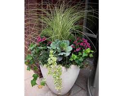 What S Inspiring Me Color Twoinspiredesign Winter Container Gardening Potted Plants Outdoor Container Flowers