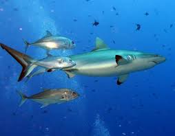 Credit photo : Fred Pons