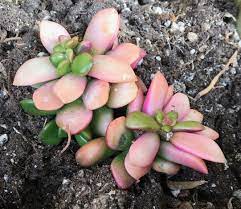 Mimicry Plant Sunrise Anacampseros Telephiastrum Variegata Planted March 2019 From 4 Oz Pot Full Sun Bright Light Mimicry Plant Plants Waterwise Garden