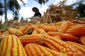 Jerang air, bubuh jagung dan tunggu sampai masak. 5 Manfaat Jagung Untuk Kesehatan Bisa Untuk Menggemukkan Badan
