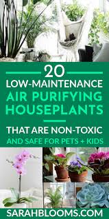 Below are some of the indoor plants that are safe to when in case you have cats at home. 20 Air Purifying Houseplants Safe For Dogs Cats Sarah Blooms