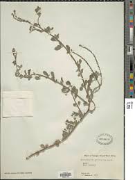 Image result for Euploca ovalifolia