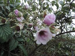 Image result for Rubus runssorensis
