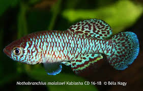 Image result for Viscum congolense