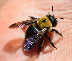 However, bumble bees nest in soil, not in wood, and are more interested in flowers. Carpenter Bee New York State Ipm Program