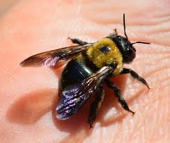 They are hairy creatures that display social traits by living together in colonies. All Buzz No Sting Carpenter Bees Do Just What Their Name Suggests New York State Ipm Program