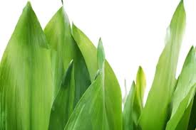 Image result for Kořenokvětka Aspidistra
