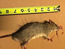 Résultat de recherche d'images pour "bucket mouse trap"