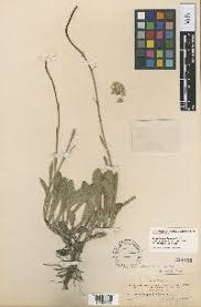 Image result for Senecio conrathii
