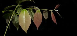 Image result for Diospyros ferrea