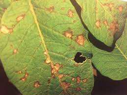 Check spelling or type a new query. Early Blight Fungus Disease Harvest To Table