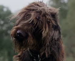 We did not find results for: Mongrel Heroes Wiki Fandom