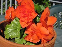 Pin On Garden And The Great Outdoor Pictures