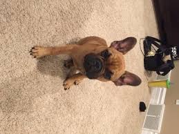 Look at pictures of french bulldog puppies who need a home. View Ad French Bulldog Puppy For Sale Near Wisconsin Oregon Usa Adn 14043