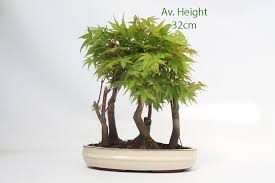Check spelling or type a new query. Acer Palmatum Sango Kaku Japanese Maple Bonsai Tree Group All Things Bonsai
