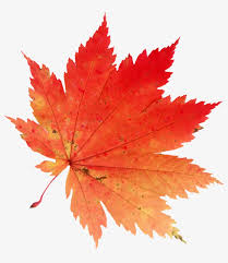We did not find results for: Png Autumn Leaves Falling Clip Art Royalty Free Maple Leaf Png 804x889 Png Download Pngkit