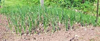 See full list on wikihow.com How To Grow Onions Growing Vidalia Onion Spanish Purple Onion Bulbs Seeds By Gardener S Network