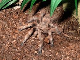 Image result for Tridactyle gentilii