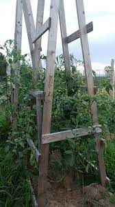 In between the plants i put six feet tall cedar stakes, so the stakes and tomatoes are in a long, neat row. How To Support Tomatoes Tomato Stakes Vs Tomato Cages Homestead How To