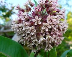Banana Leaf Virginia Silk Milkweed Asclepias Syriaca 50 Seeds Milkweed Asclepias Banana Leaf