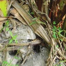 Generally, the pest control professionals listed on this page all deal with rodents (rats and mice), bedbugs, bees and wasps, cockroaches and. Pdf Integrated Pest Management In Banana