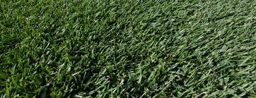 How to care for new sod in florida. Laying Sod Over Old Turf A Common Sod Question Greenhorizons News