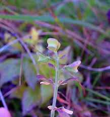 Image result for Scutellaria schweinfurthii