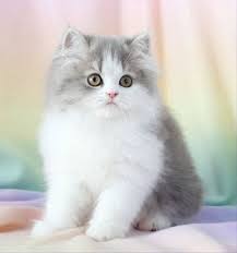 Beautiful persian from doll face persian kittens. Blue Chinchilla Golden Teacup Persian Kitten Doll Face Persiancatdollface Persiancatblue Check Our Persian Cat Doll Face Teacup Persian Kittens Cute Cats