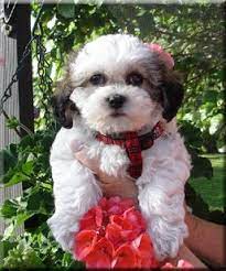 Check spelling or type a new query. Pin On Absolutely Adorable