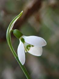 Panoramio Photo Of Snowdrop Flower Flowers Flower Painting Wild Flowers