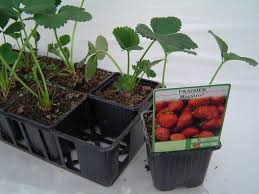 Check spelling or type a new query. Je Veux Des Fraises Sur Ma Fenetre M6 Deco Fr