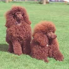 It is not intended to be and should not be interpreted as medical advice or a diagnosis of any health or fitness problem, condition or disease; Puppyfind Standard Poodle Puppies For Sale