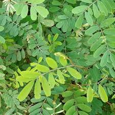 Image result for Ormocarpum