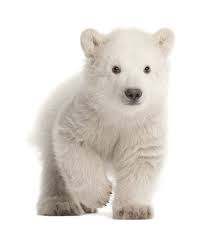 Muursticker Polar Beer Muurstickers Dieren Muurstickers Dieren Geboortesticker Company Berenjong Dieren Ijsbeer