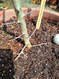 Image result for Commiphora pteleifolia