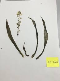 Image result for Liparis deistelii