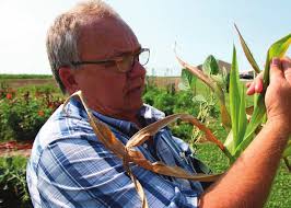 Wayne Layout Template