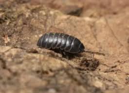 All you need to do is get as many cloves of garlic that can cater to your garden and grind them using a blender. How To Get Rid Of Pill Bugs Diy Roly Poly Control Guide