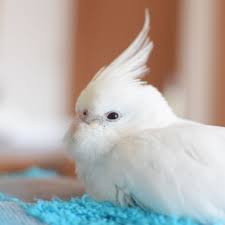 Pin By Angel Light On B I R D I E S Cute Birds Cute Small Animals Funny Birds