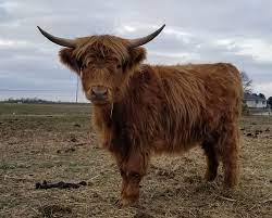 Mini Highland Cattle Farm Life